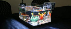 Acrylglas Aquarium