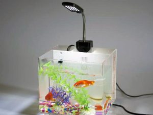 Mini plexiglass Fish tank
